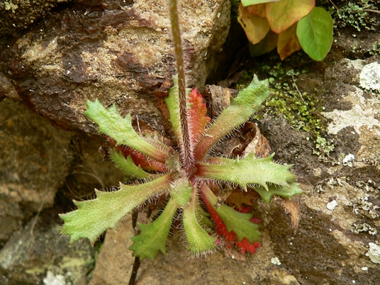 {Hydatica petiolaris}